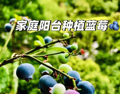 蓝莓种植技术与方法（打造丰收的蓝莓园，）