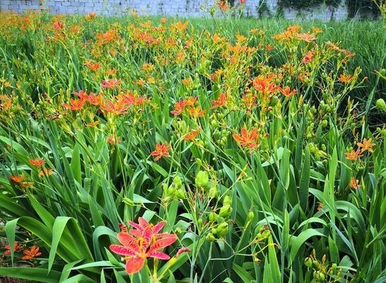 寒冬里的花香-耐寒宿根花卉种类（以品种和特点为切入点，挖掘耐寒宿根花卉的美妙世界）