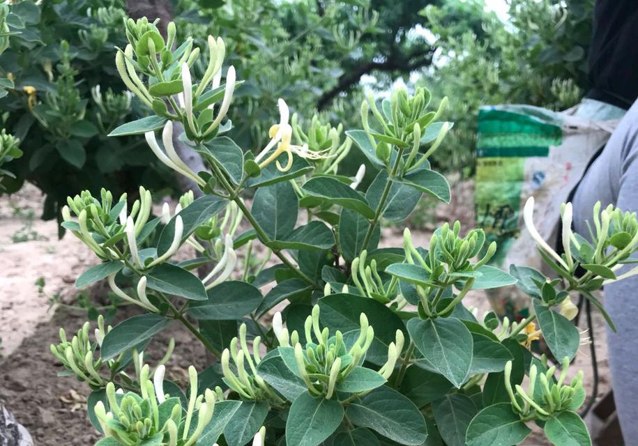 金银花盆景的种植与养护（打造别致的小清新风格）