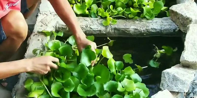 水生植物——改善水质的最强武器（探秘水生植物如何改善水质，了解最适宜种植的环境条件）