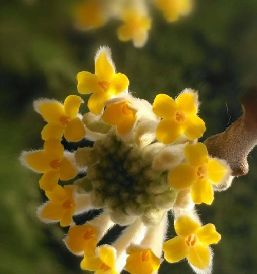 结香花的养护技巧（让结香花在家里开出芬芳的花朵）