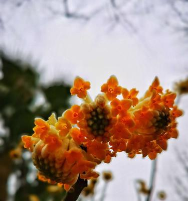 结香花的养护技巧（让结香花在家里开出芬芳的花朵）