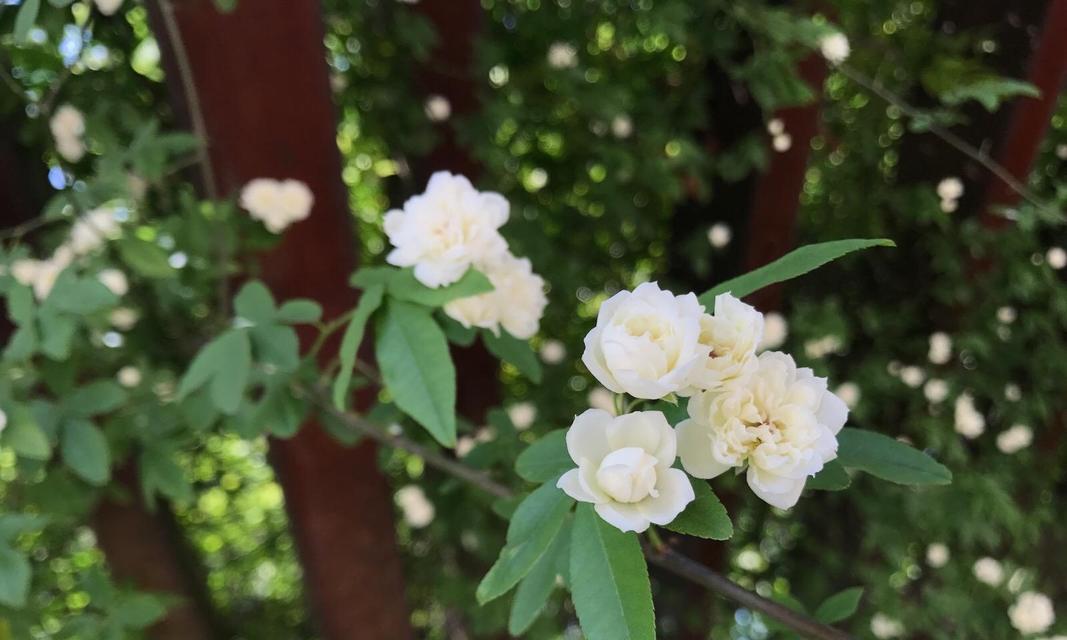 如何成功种植木香花（一步一步教您打造美丽花园）