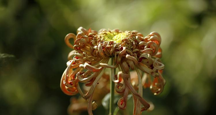 菊花不开花的原因与解决方法（探究菊花不开花的原因，提供有效解决方法）