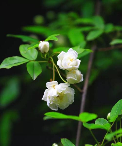 木香花开几次？（探秘木香花的生长周期。）