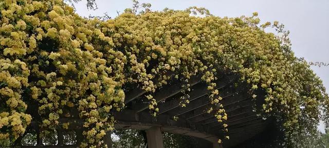 木香花开几次？（探秘木香花的生长周期。）