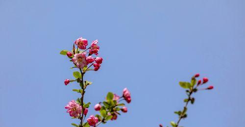 美丽的海棠花（探寻海棠的美丽与神秘）