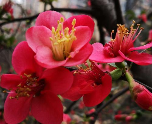 美丽的海棠花（探寻海棠的美丽与神秘）