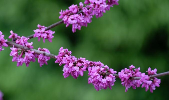 三月春花盛放（探寻三月花开的美丽景象）