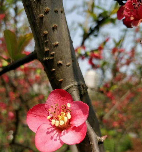 三月春花盛放（探寻三月花开的美丽景象）