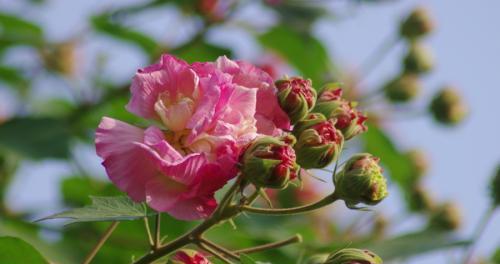 如何用水泡根插芙蓉花？（插芙蓉花的正确方法，水插法的优缺点。）