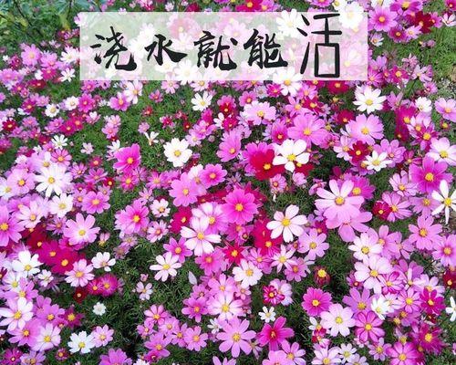 如何种植格桑花种子？（全面指南，从选种到成活）