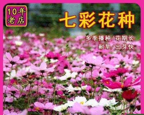 如何种植格桑花种子？（全面指南，从选种到成活）