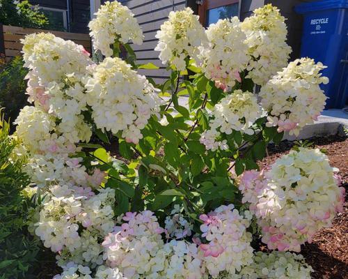 绣球花开放时节的特点（探寻绣球花开花时间及花期特点，带您欣赏美丽的绣球花）