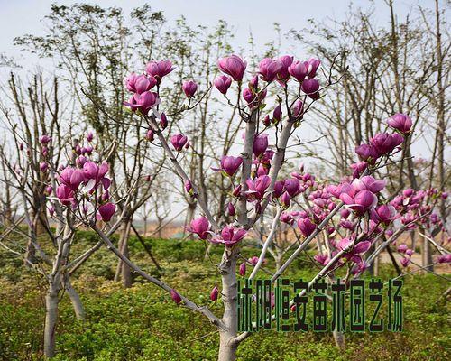 玉兰花品种全解析（了解玉兰花的不同品种，从色彩到香气，让你爱上它的美）