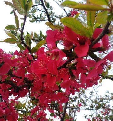 探秘海棠花之美（海棠花的颜色、形态、特征和寓意）