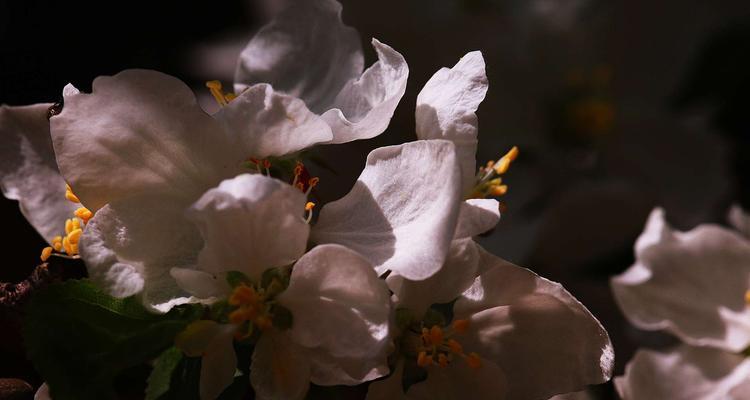 探秘海棠花之美（海棠花的颜色、形态、特征和寓意）