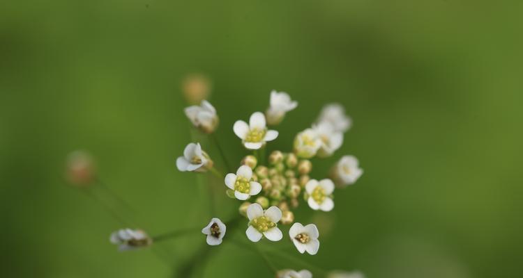 花开二月，春意盎然（二月开花的主角有哪些，如何欣赏二月的花海）