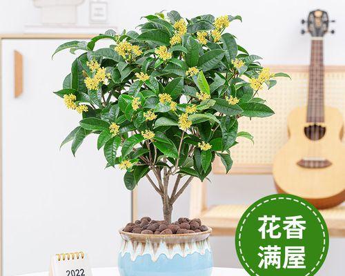 四季桂花的养护方法（让您轻松打造芳香花海，四季盛开！）