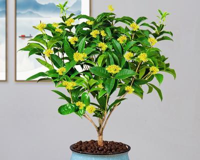 四季桂花的养护方法（让您轻松打造芳香花海，四季盛开！）