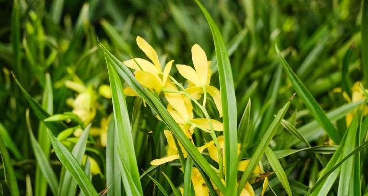 兰花的种植技巧（轻松掌握兰花的种植要点）