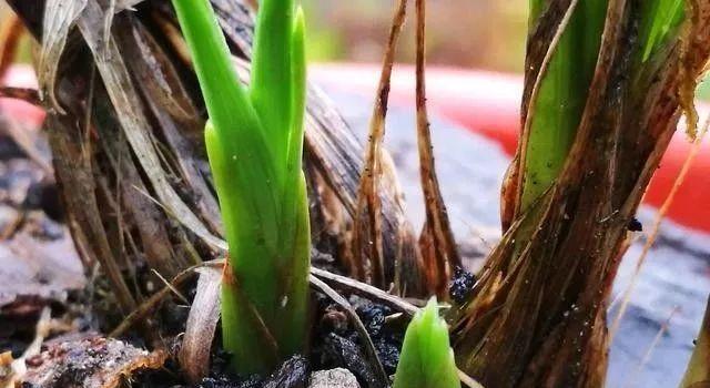 兰花的种植技巧（轻松掌握兰花的种植要点）