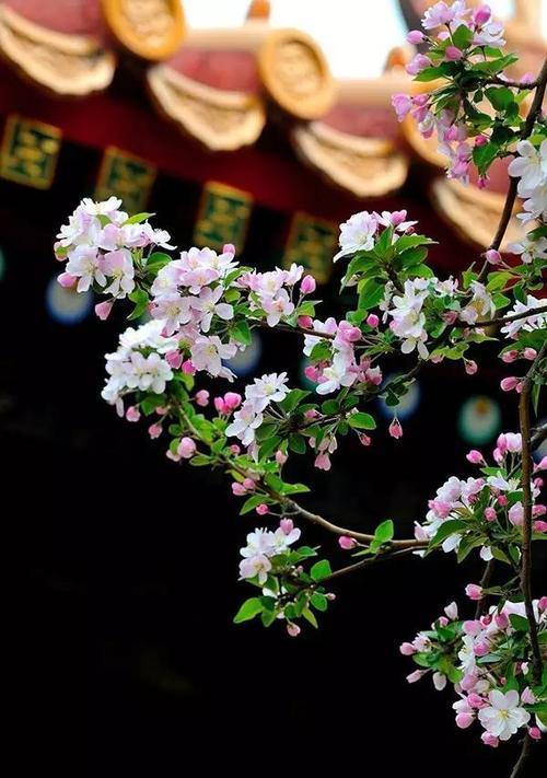 海棠花开花时间（探寻海棠花的盛开之谜）