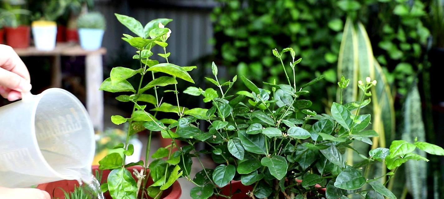 茉莉花盆栽的养护指南（让你的茉莉花长得更健康更美丽）