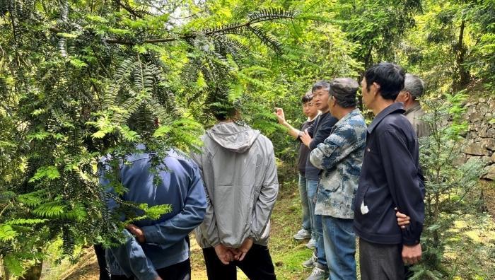 香榧树的种植技术（掌握这些关键点，让你的香榧树生长更健康）