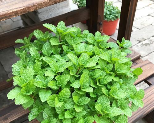 植物驱蚊大作战（这种植物能彻底解决夏天的蚊虫困扰，让你远离蚊子叮咬）