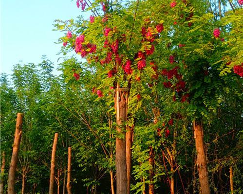 红花刺槐花语与寓意（唤醒生命力的红色信仰）