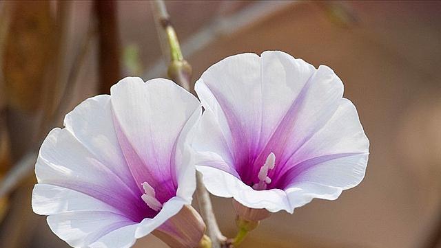 月光花的花语——浪漫与神秘（以花传情，让月光花为你传递浪漫与神秘）