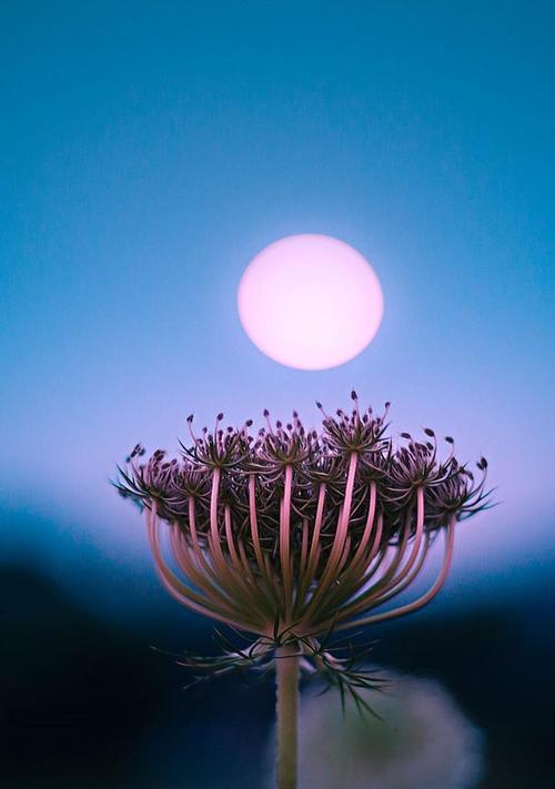 月光花的花语——浪漫与神秘（以花传情，让月光花为你传递浪漫与神秘）