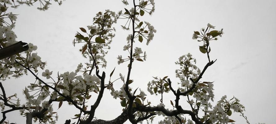 梨花花语及其寓意（探究梨花在文化中的象征意义）