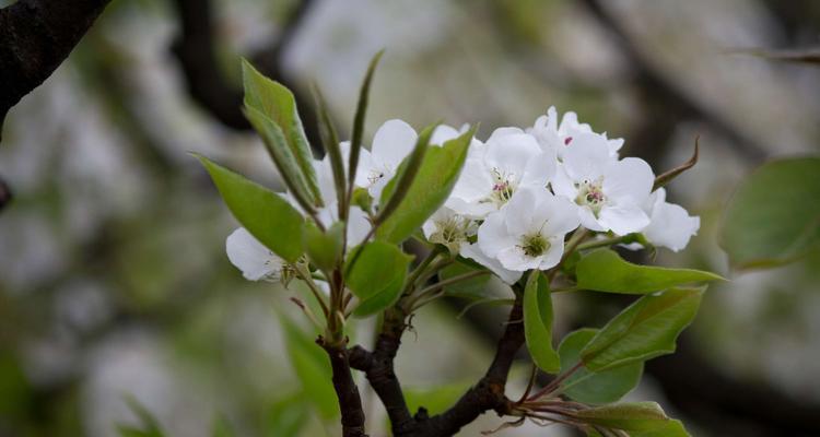 梨花花语及其寓意（探究梨花在文化中的象征意义）