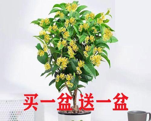 四季桂花的室内养护技巧（打造优美的室内花园，享受四季桂花的香气）