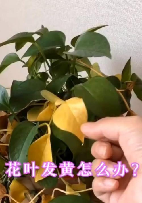 怎样解决植物叶子发黄问题（掌握养护技巧，让植物恢复健康）