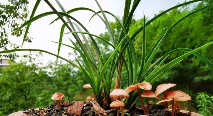 兰花种植全攻略（手把手教你如何养好兰花）