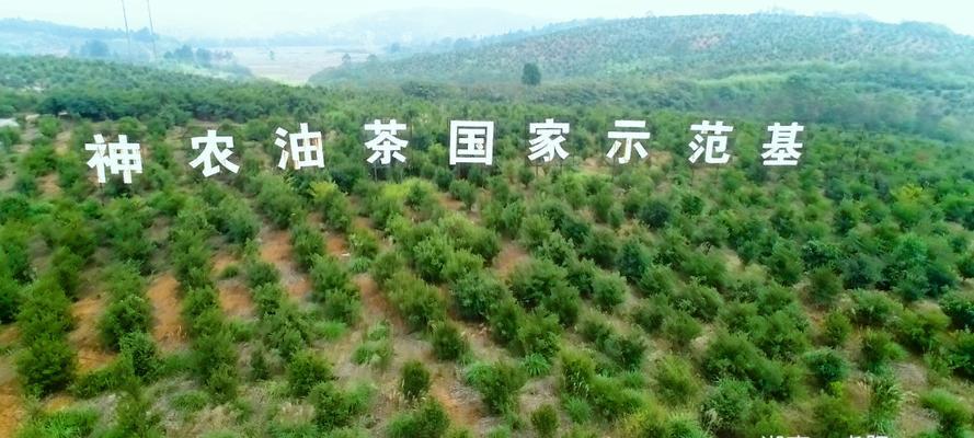 油茶树的种植与养护（学习种植方法，打造高产优质油茶林）