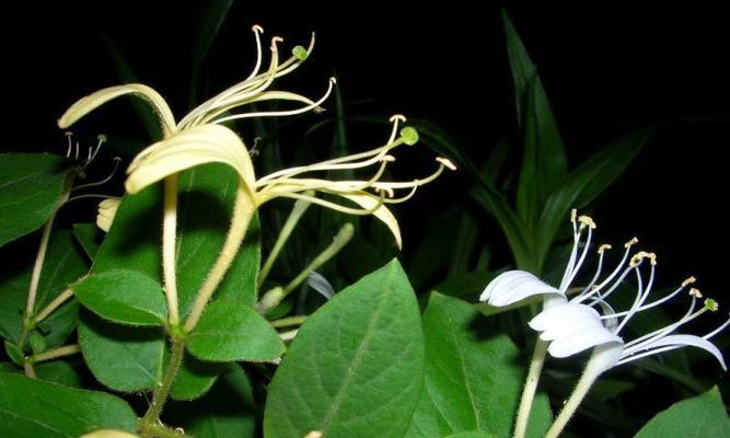 木本植物与草本植物的区别（从根、茎、叶、高度、生长环境、寿命等方面详解两者差异）