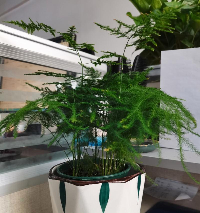 文竹花语与故事（寓意深刻的植物和它们的背后故事）