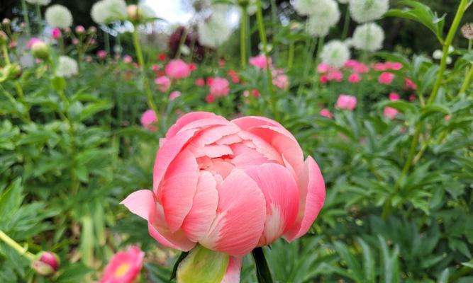 探秘芍药的含义（了解芍药的花语与文化底蕴）