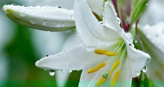 百合花语，香气永恒（探寻百合花的浪漫之韵）