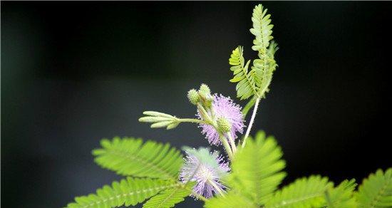 含羞草的养护与注意事项（含羞草有毒吗？如何在家养？）