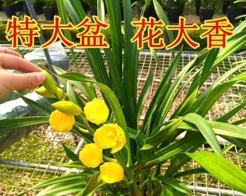 如何养护惠兰花？（惠兰花的养护技巧，让你的花园更加美丽）