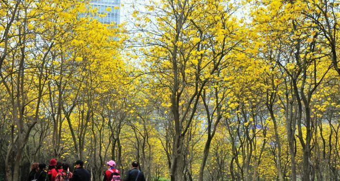 黄花风铃木种植方法（打造美丽庭院的步骤与技巧）