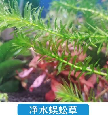 金鱼藻水草养护指南（如何让你的水草茂盛成长）