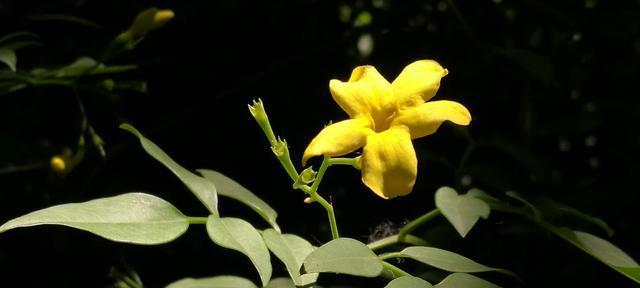 探春花的耐寒温度（探春花的生态环境和生长习性）