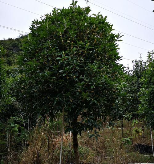 移植桂花树的最佳时间（如何选择移植时间，避免影响生长发育）