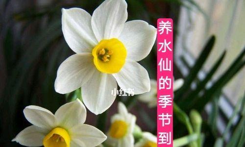 水仙花叶子发黄的原因与解决方法（水仙花黄叶的六种可能原因及对策）